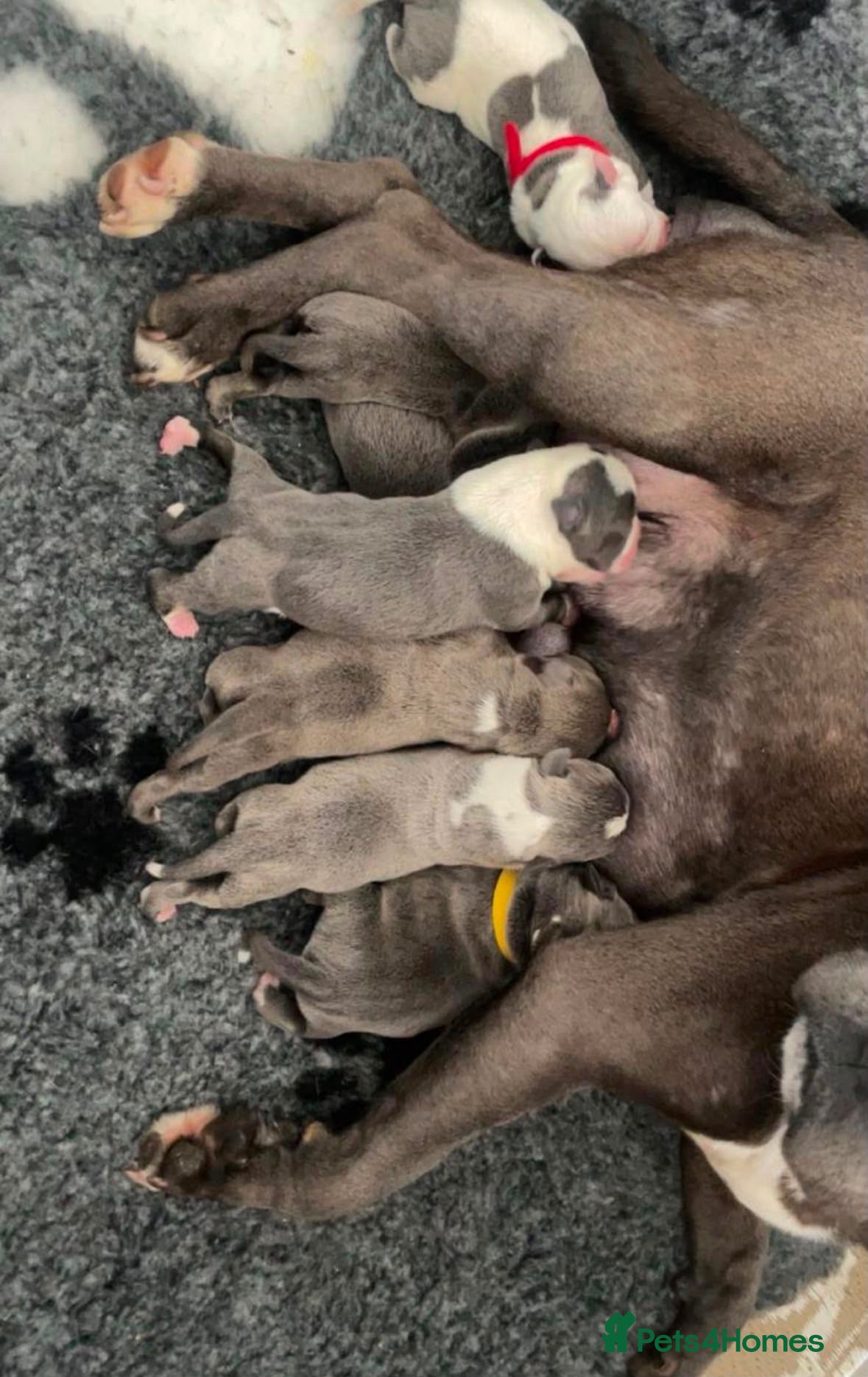 Staffordshire Bull Terrier dogs Top quality pedigree staff puppies  - Advert 2