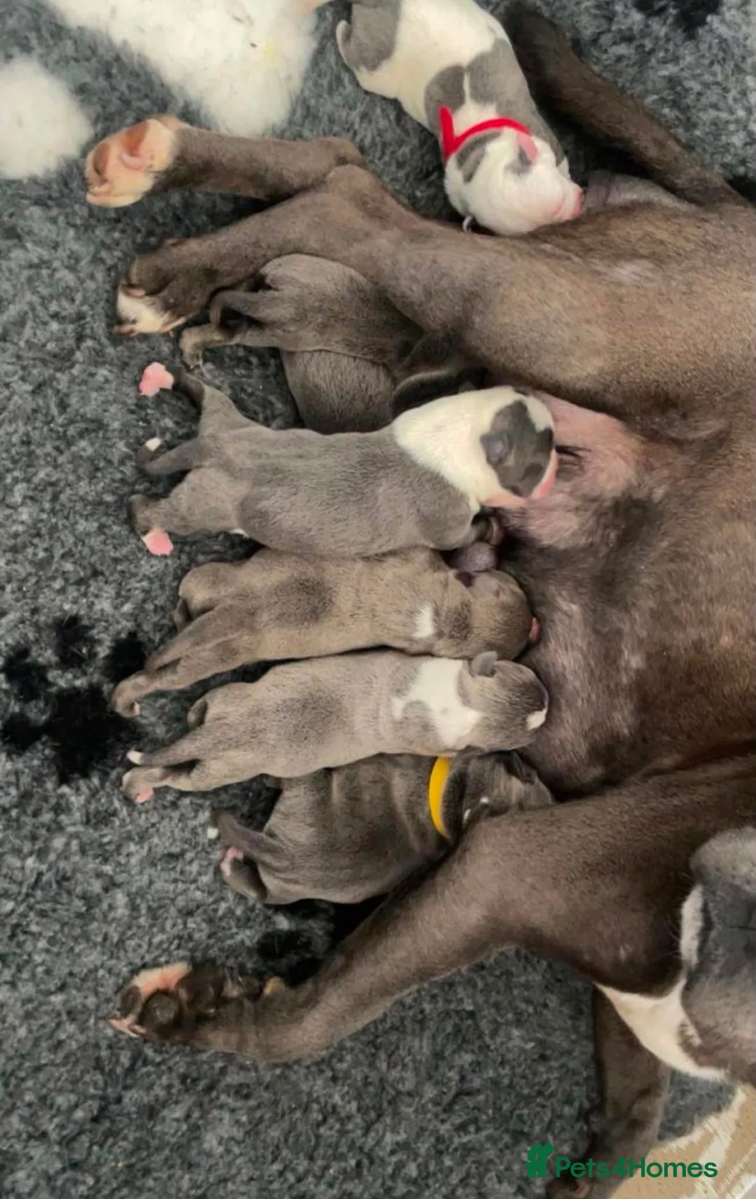 Staffordshire Bull Terrier dogs for sale: Top quality pedigree staff puppies  - Advert 2
