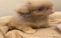 Pekingese dogs for sale: Pink Pekingese puppies  - Advert 9