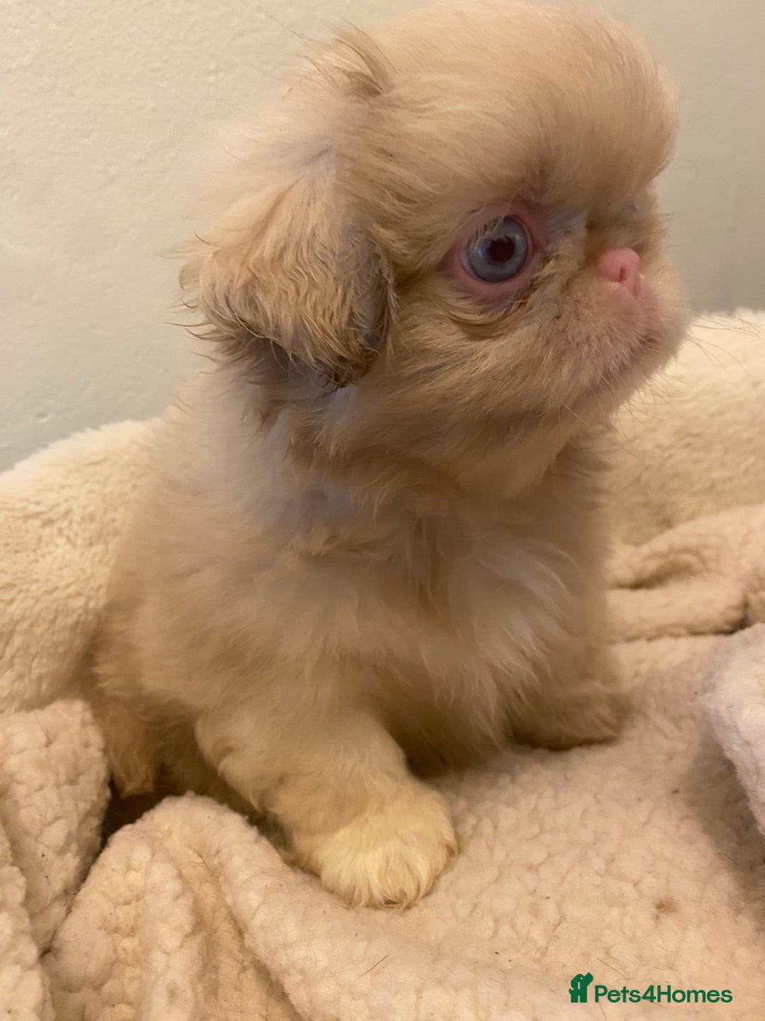 Pekingese dogs for sale: Pink Pekingese puppies  - Advert 9