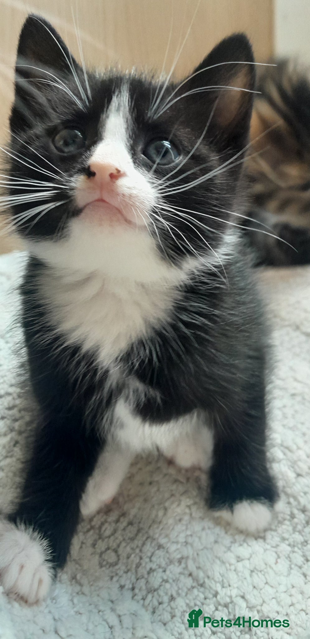 European cats 5 kittens - Advert 3