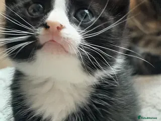 European cats 5 kittens - Advert 1