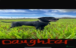 Labrador Retriever dogs for sale: Beautiful Labrador X Puppies  - Image 8