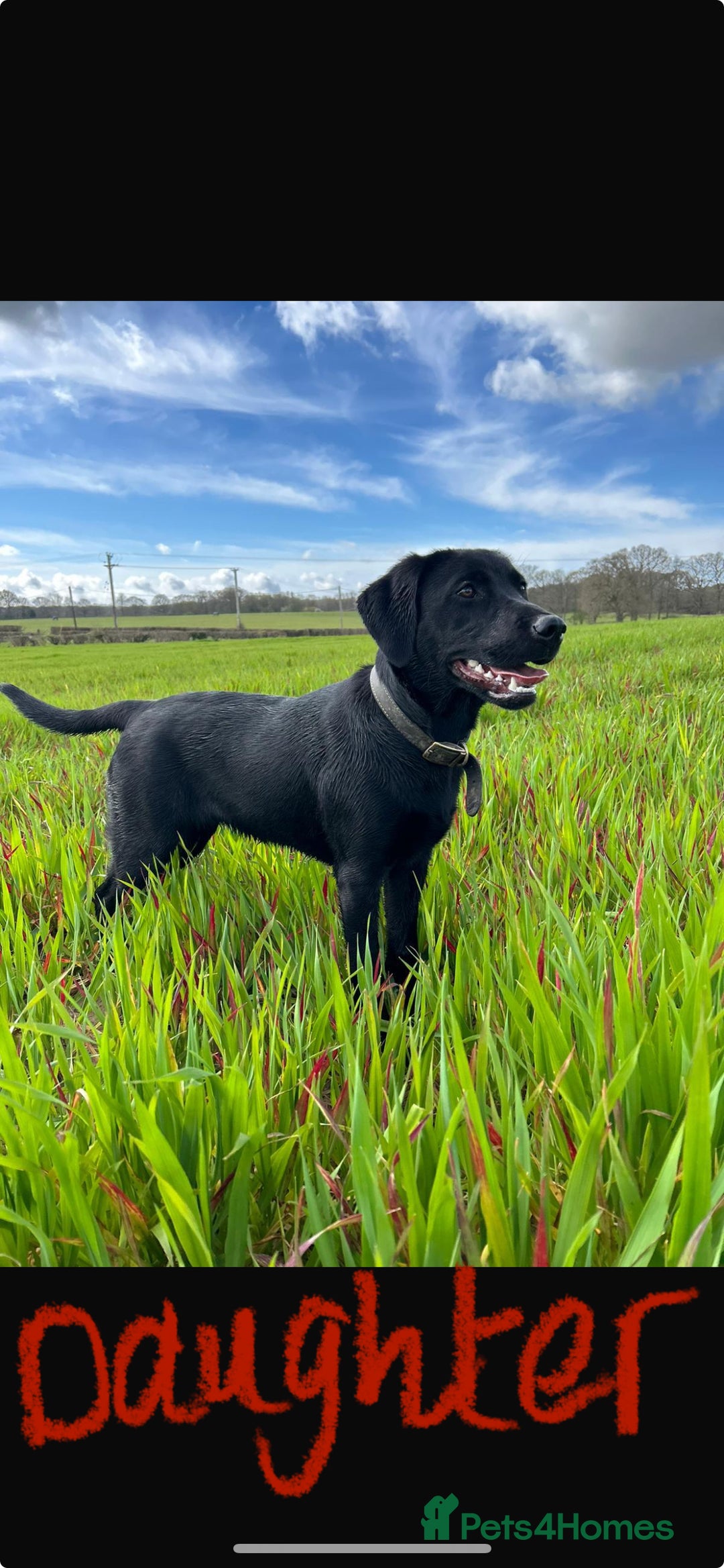 Labrador Retriever dogs for sale: Beautiful Labrador X Puppies  - Image 8