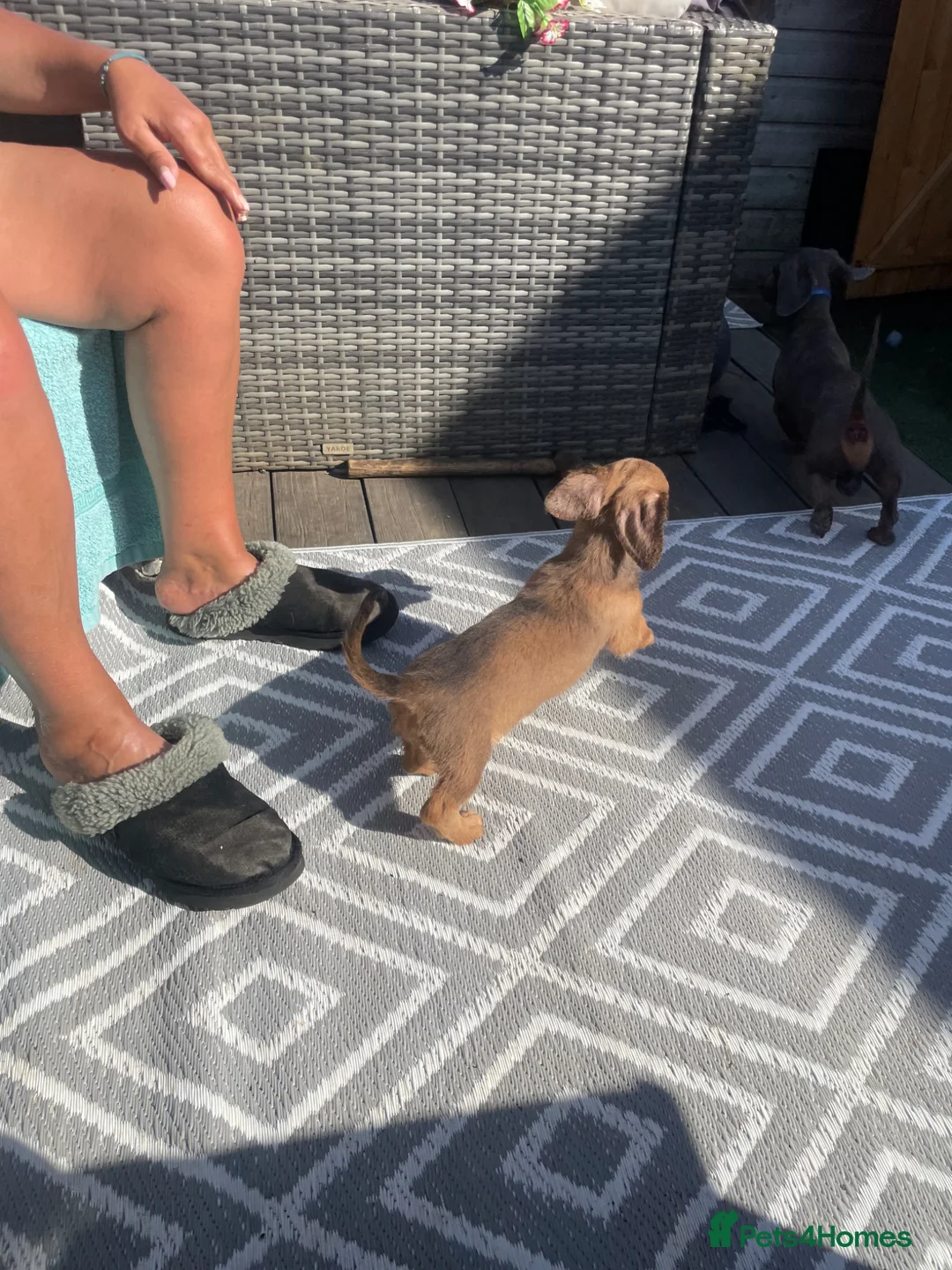 Jackshund dogs for sale: Gorgeous jackshaund puppy  - Advert 2