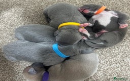 Whippet dogs for sale: Stunning KC whippet puppies  - Image 18