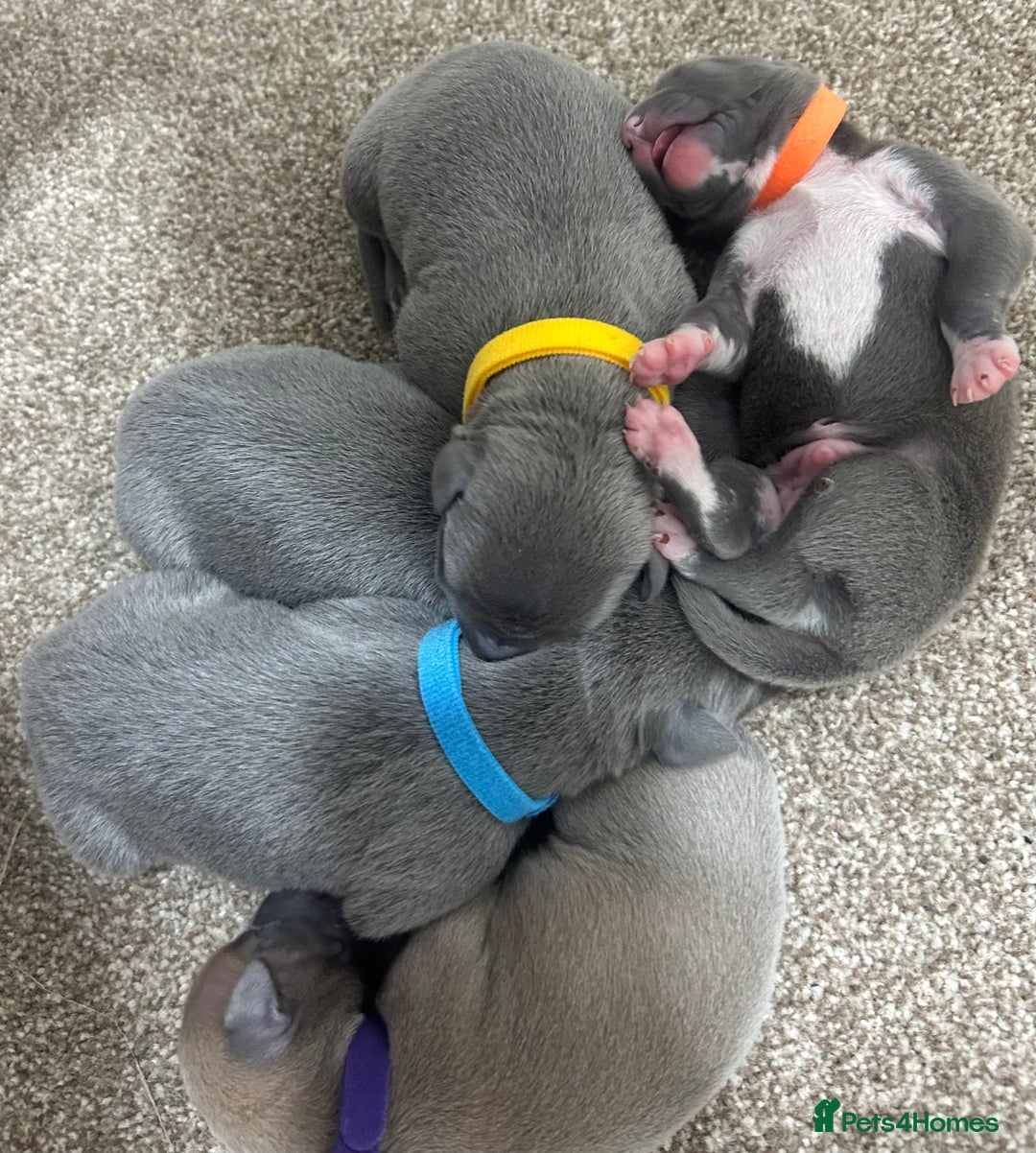 Whippet dogs for sale: Stunning KC whippet puppies  - Image 18