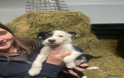 Border Collie dogs for sale: Collie pups for sale  - Image 2