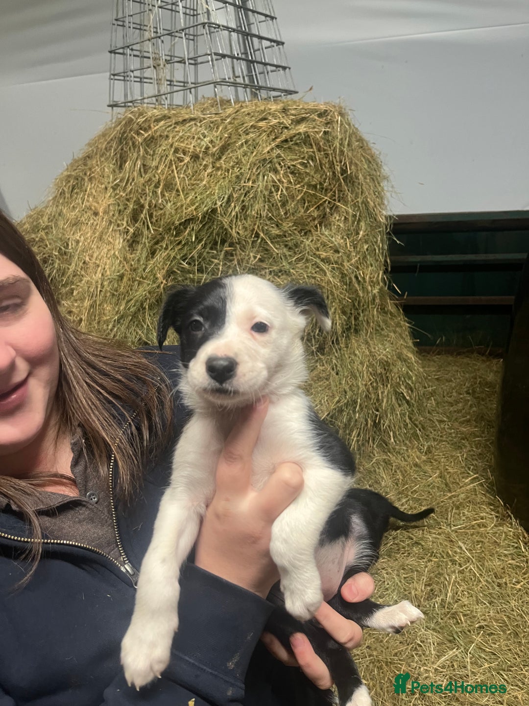 Border Collie dogs for sale: Collie pups for sale  - Image 2