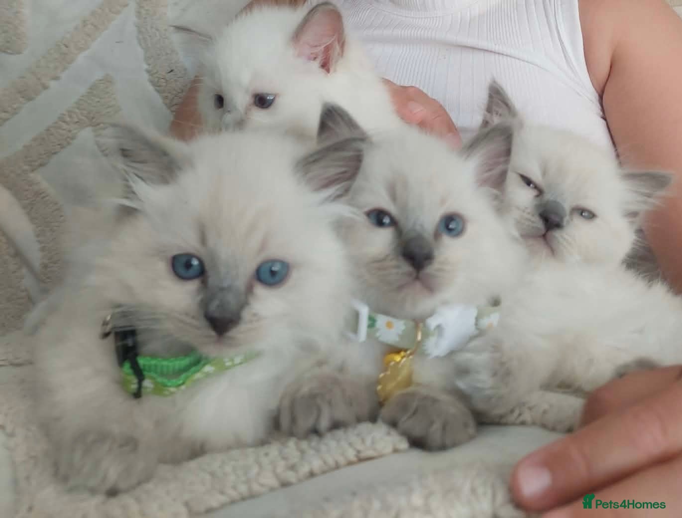 Ragdoll cats Pure Ragdol Blue Point - Advert 8