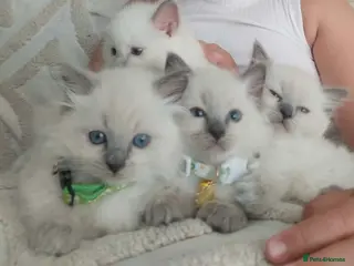 Ragdoll cats Pure Ragdol Blue Point - Advert 8