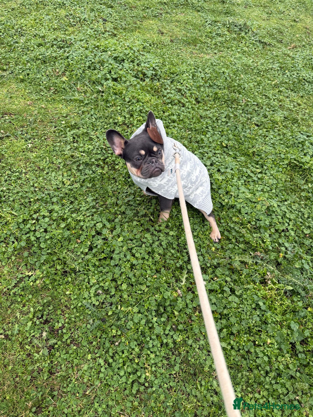 French Bulldog dogs for sale: French bulldog girl  - Advert 1