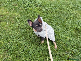 French Bulldog dogs French bulldog girl - Advert 1