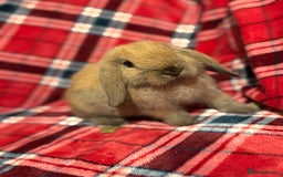 Mini Lop rabbits for sale: Beautiful Baby Mini Lops - Image 4