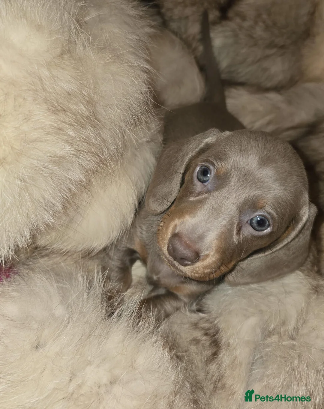 Miniature Dachshund dogs for sale: KC Mini Dachshunds 2 Beautiful girls Ready!! - Advert 16