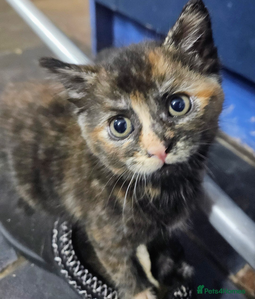 Mixed Breed cats for sale: 4 Fab Kittens READY NOW - Image 4