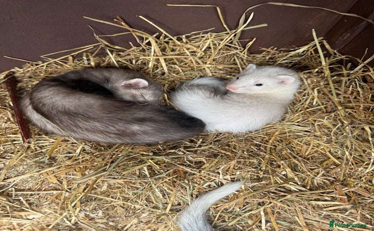 Ferret rodents - Advert 1