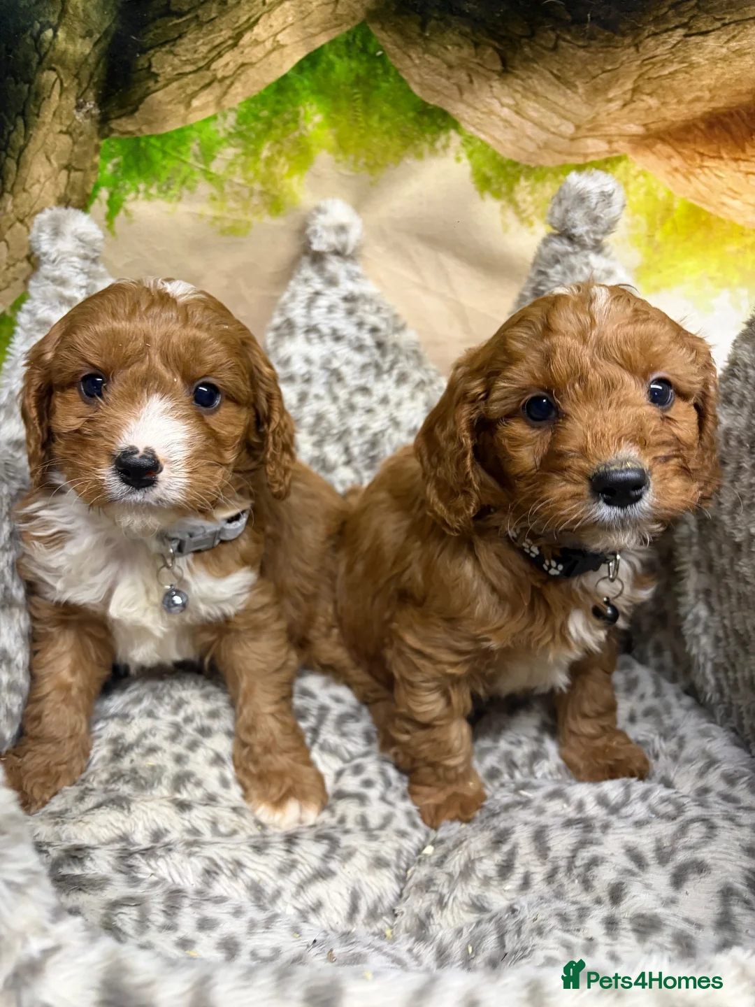 Cavapoo dogs for sale: F1 Ruby red & white Cavapoo puppies DAD DNA TESTED - Advert 2