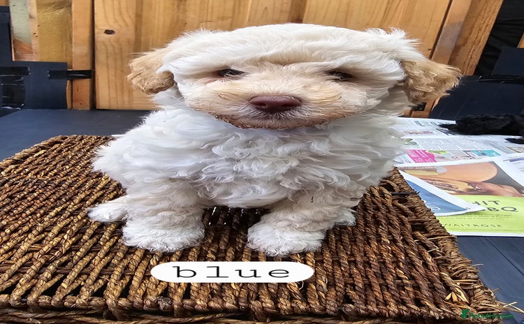 Toy Poodle dogs - Advert 9