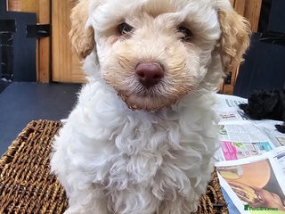 Toy Poodle dogs - Advert 3