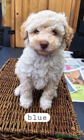 Toy Poodle dogs - Advert 9