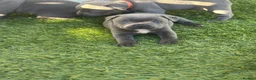 Staffordshire Bull Terrier dogs for sale: Gorgeous blue KC Staffy Pups *Champion Bloodlines* - Advert 17