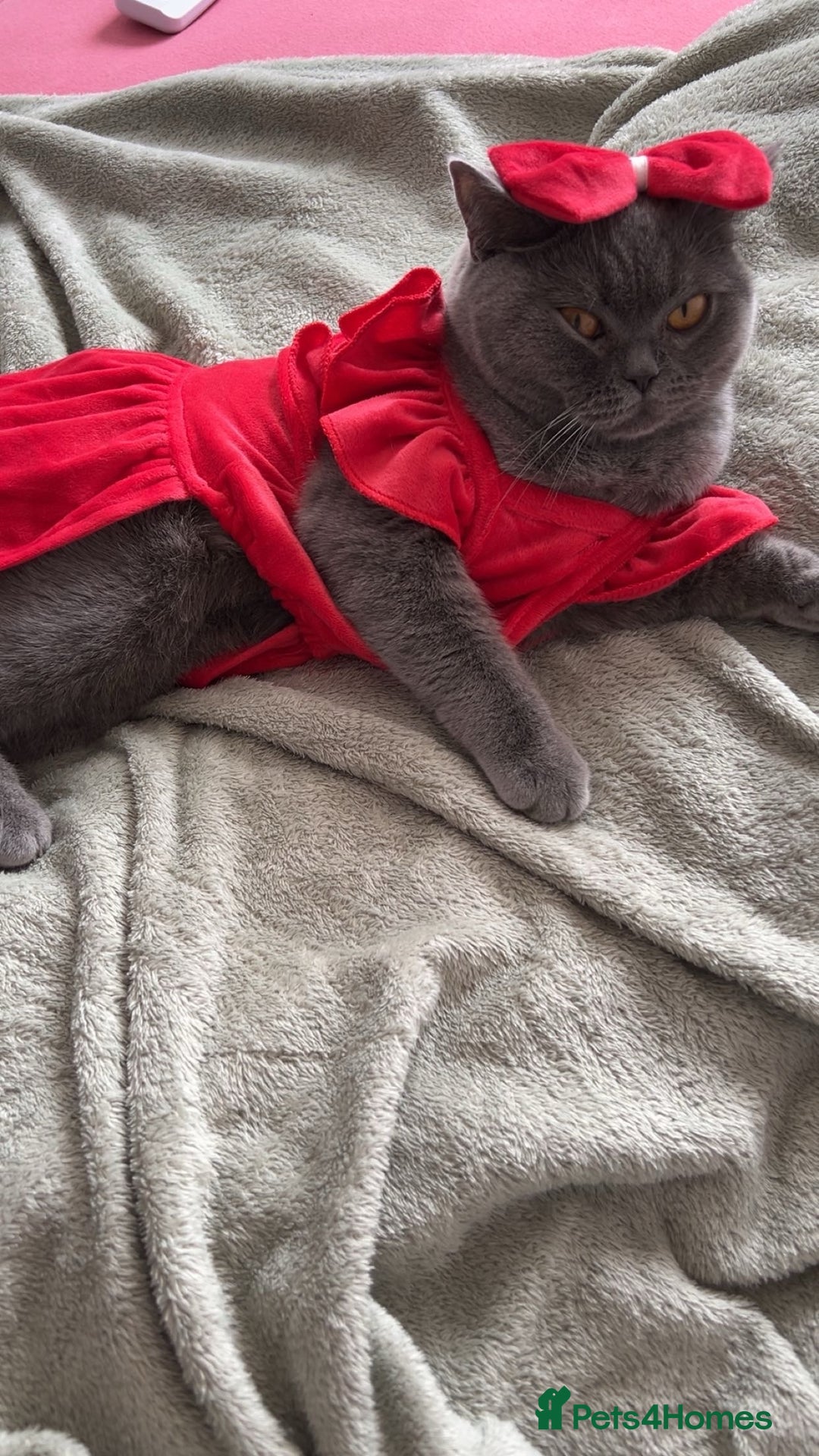 British Shorthair cats for sale: 2 beautiful British shorthairs for sale  - Advert 6