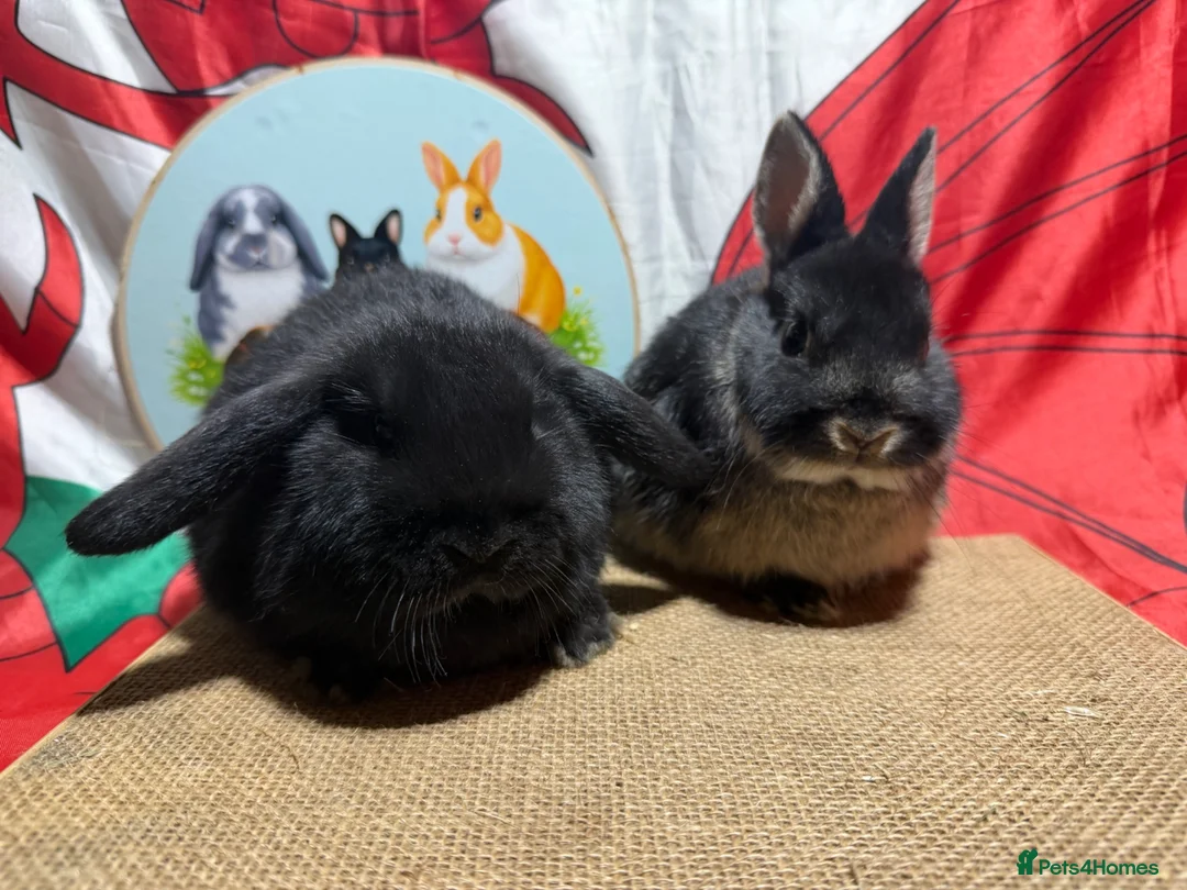 Mini Lop rabbits for sale: Gorgeous Pure bred Mini lops - Advert 1
