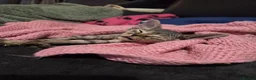 Devon Rex cats for sale: 🐾 Expected Devon Rex Kittens–August 2026 🐾 - Advert 32