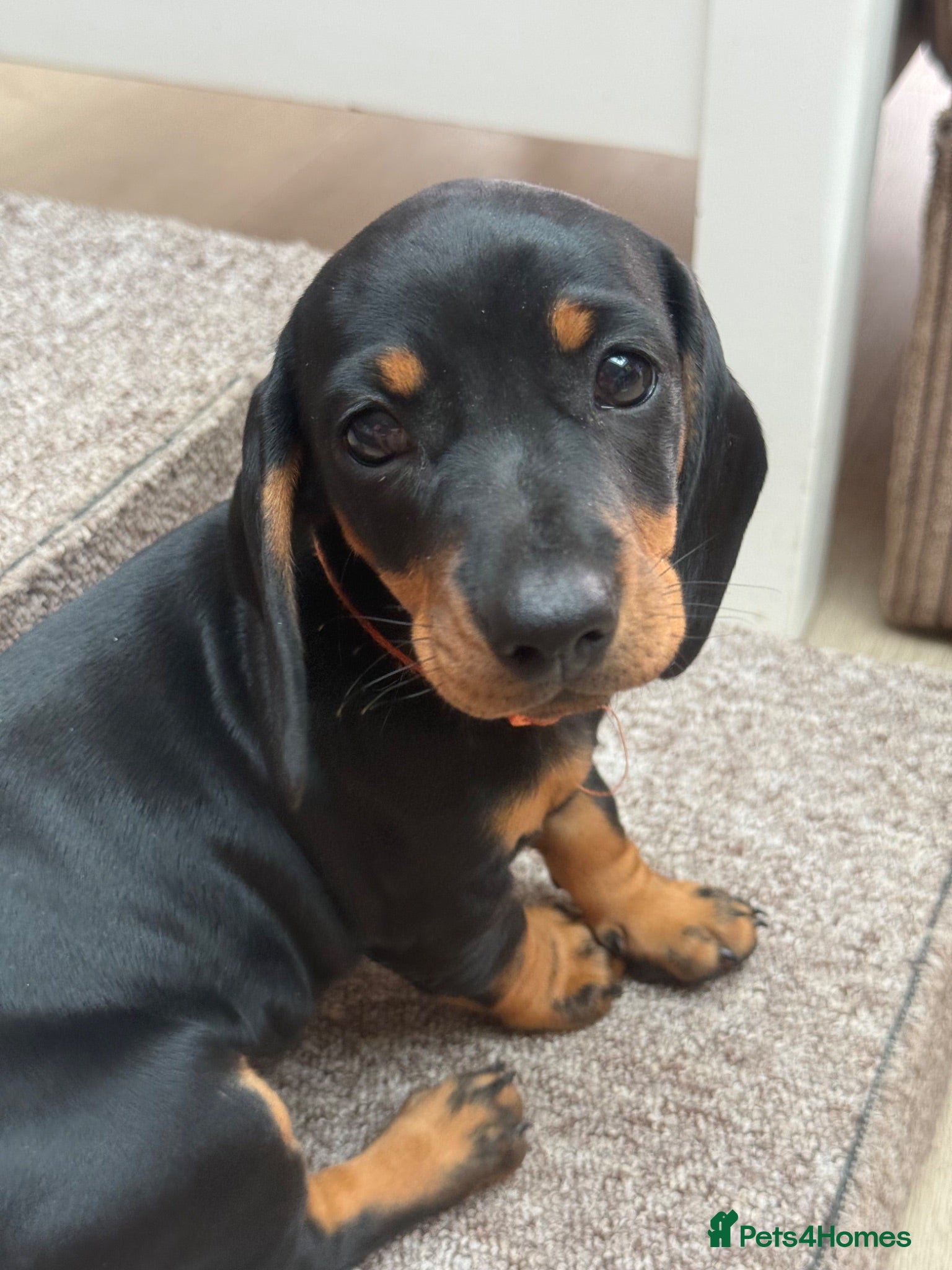 Dachshund dogs Standard Dachshund Puppies - Advert 1