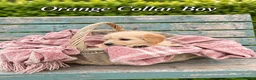 Goldendoodle dogs for sale: Miniature Golden Doodles - Merle, Red & Black  - Advert 14