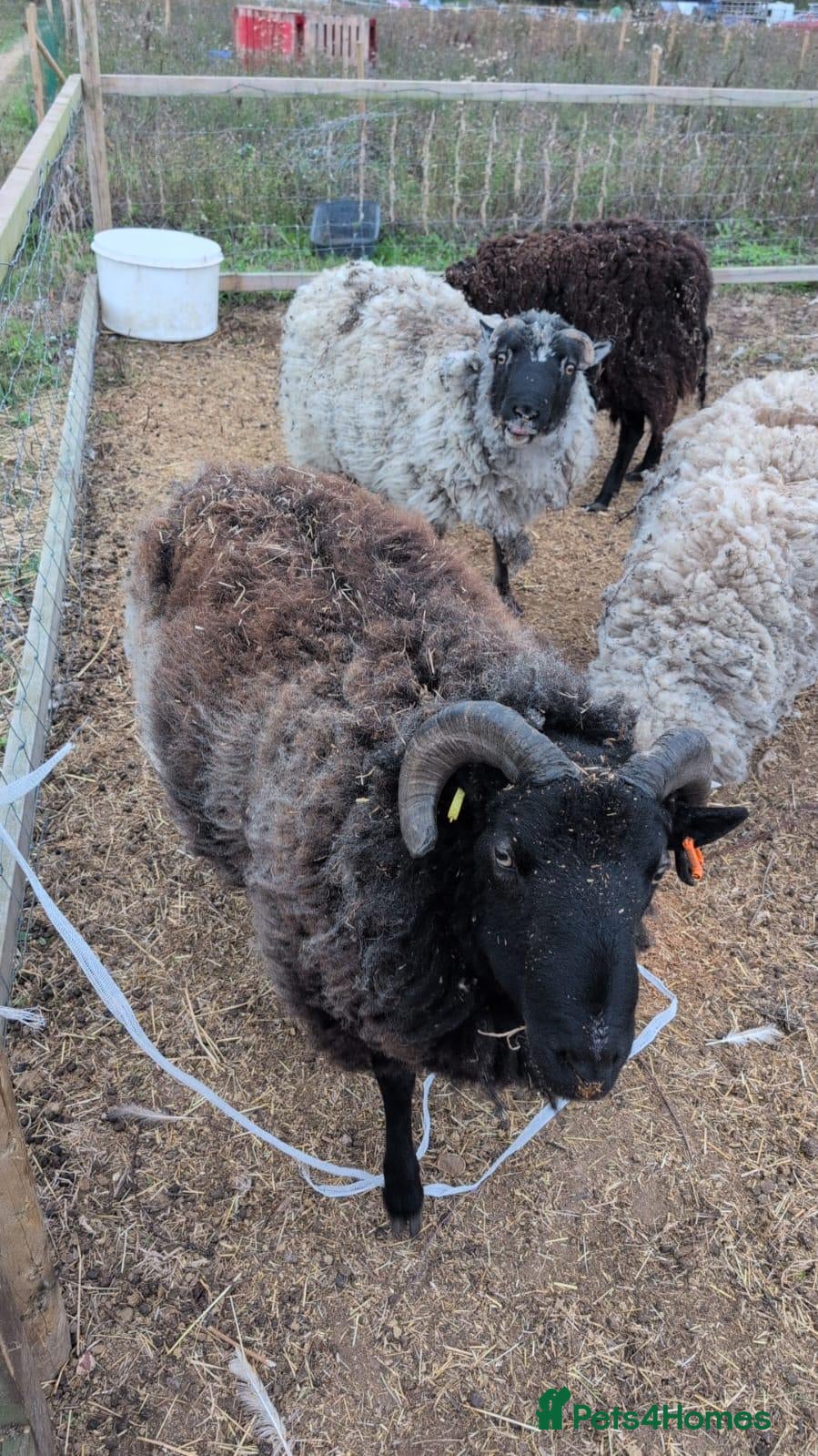 Sheep livestock Welsh mountain rams - Advert 18