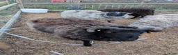 Sheep livestock for sale: Welsh mountain rams - Advert 1
