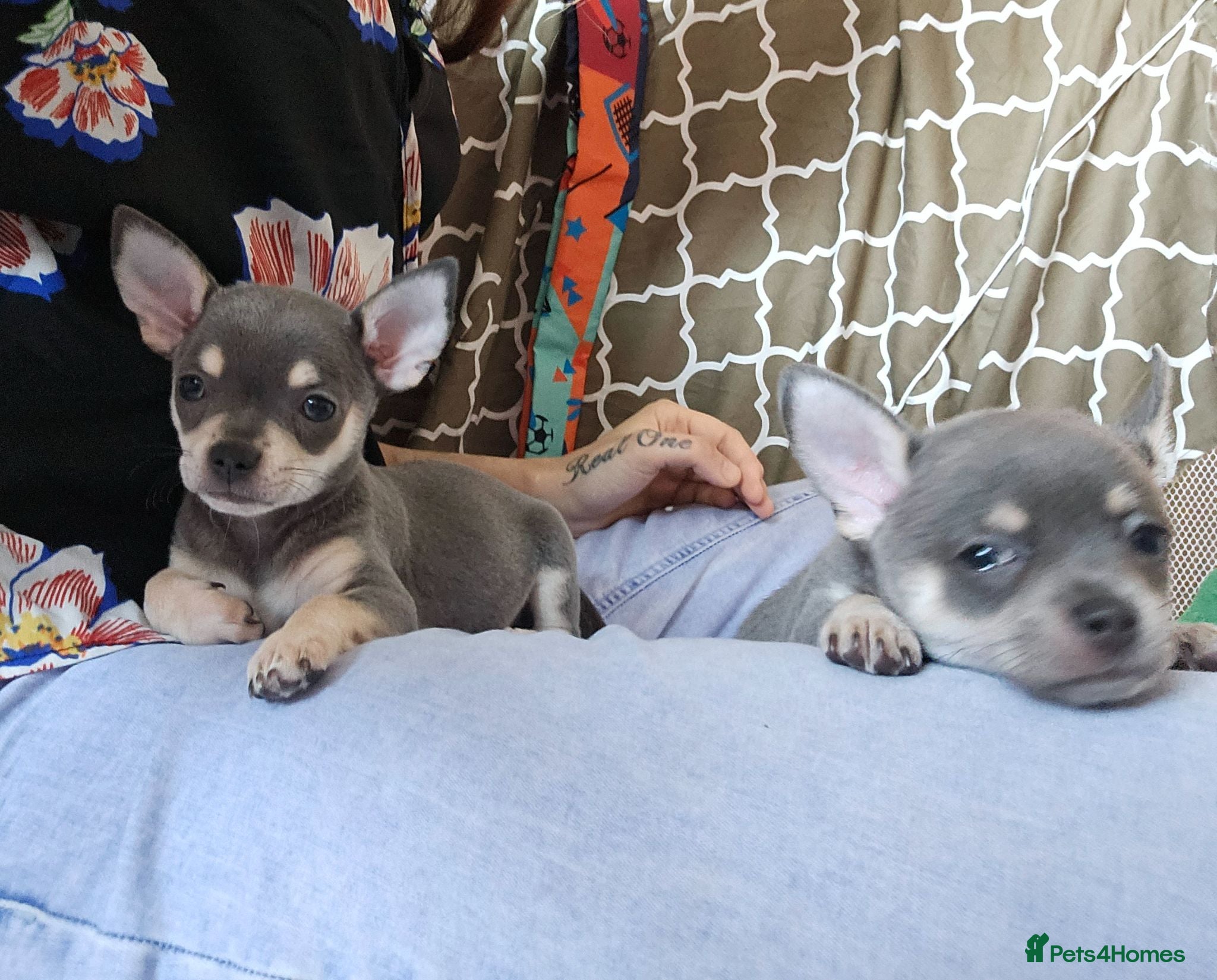 Chihuahua dogs Chihuahua puppies ***LAST GIRL AVAILABLE*** - Advert 16