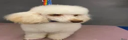 Cockapoo dogs for sale: GORGEOUS F1 COCKAPOOS  - Advert 6