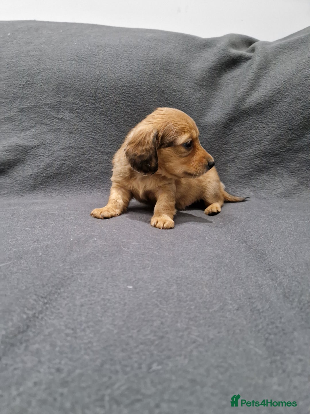 Miniature Dachshund dogs for sale: Quality KC Registered Mini Long-Haired Dachshunds  - Advert 26