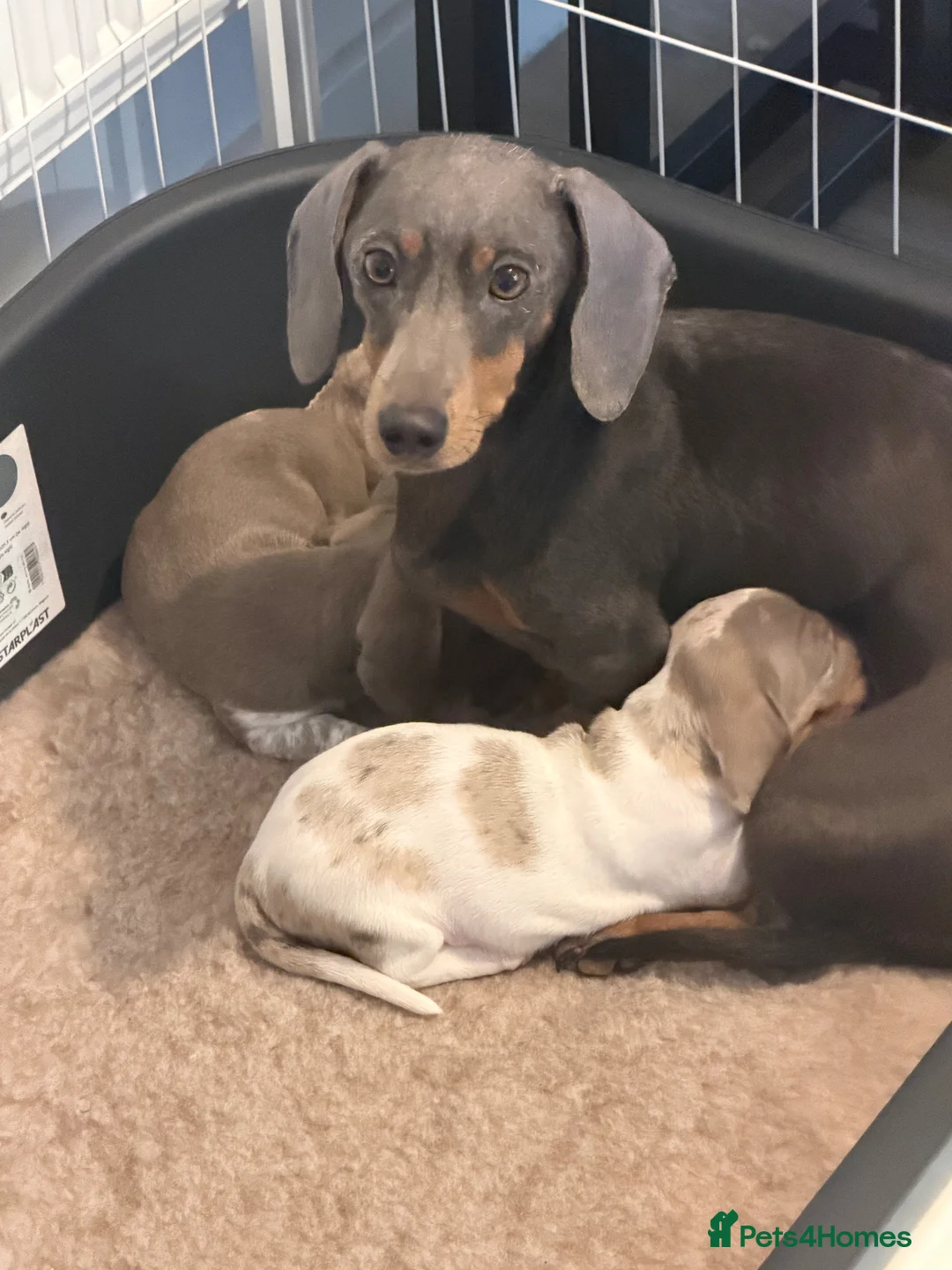Dachshund dogs for sale: 2 Dachshund boys left 💙 - Advert 2
