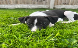 Whippet dogs for sale: Whippets  - Image 5