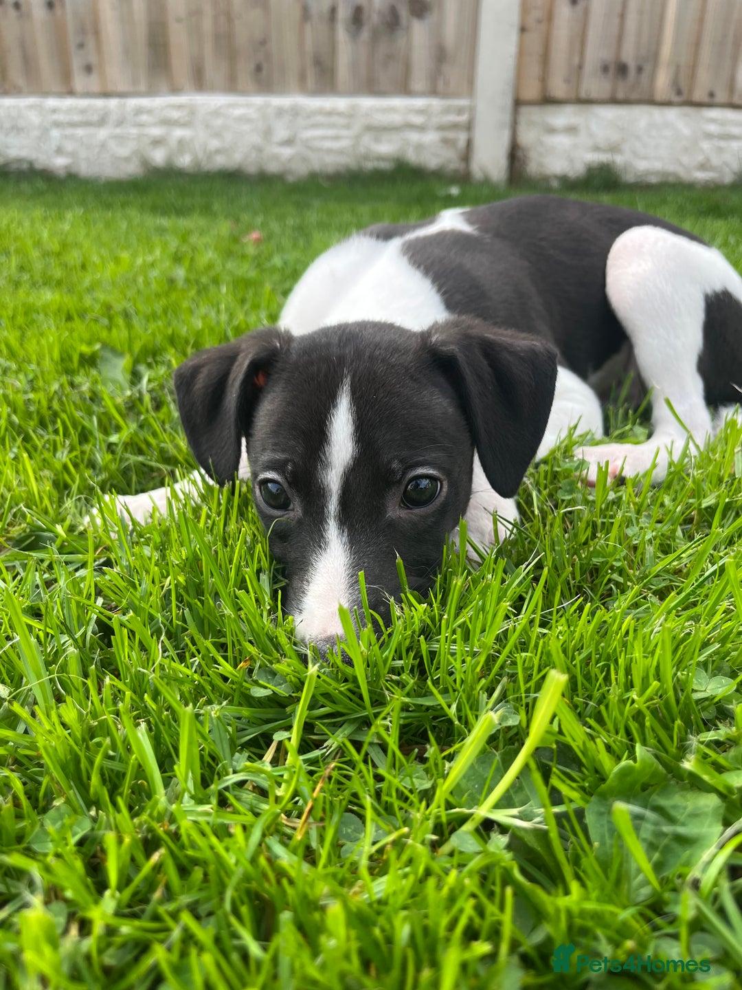 Whippet dogs for sale: Whippets  - Image 5