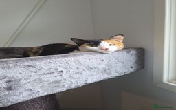 Arabian Mau cats for adoption: Female Rescue Cat for Adoption - Image 4