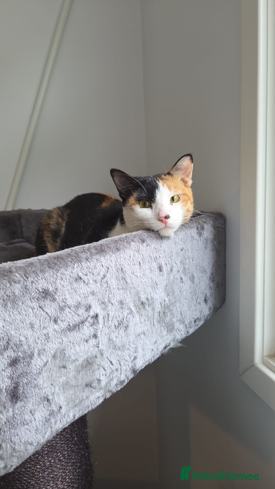 Arabian Mau cats for adoption: Female Rescue Cat for Adoption - Image 4