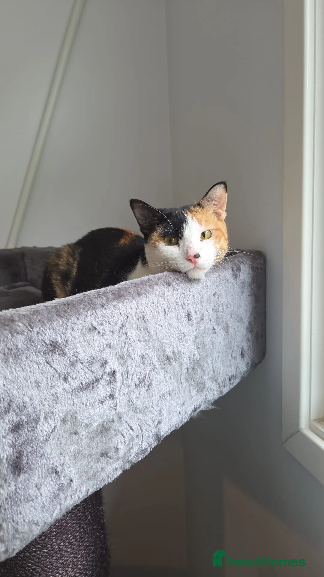 Arabian Mau cats for adoption: Female Rescue Cat for Adoption - Advert 6