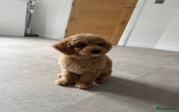 Poochon dogs for sale: POOCHON FOR SALE - Image 5