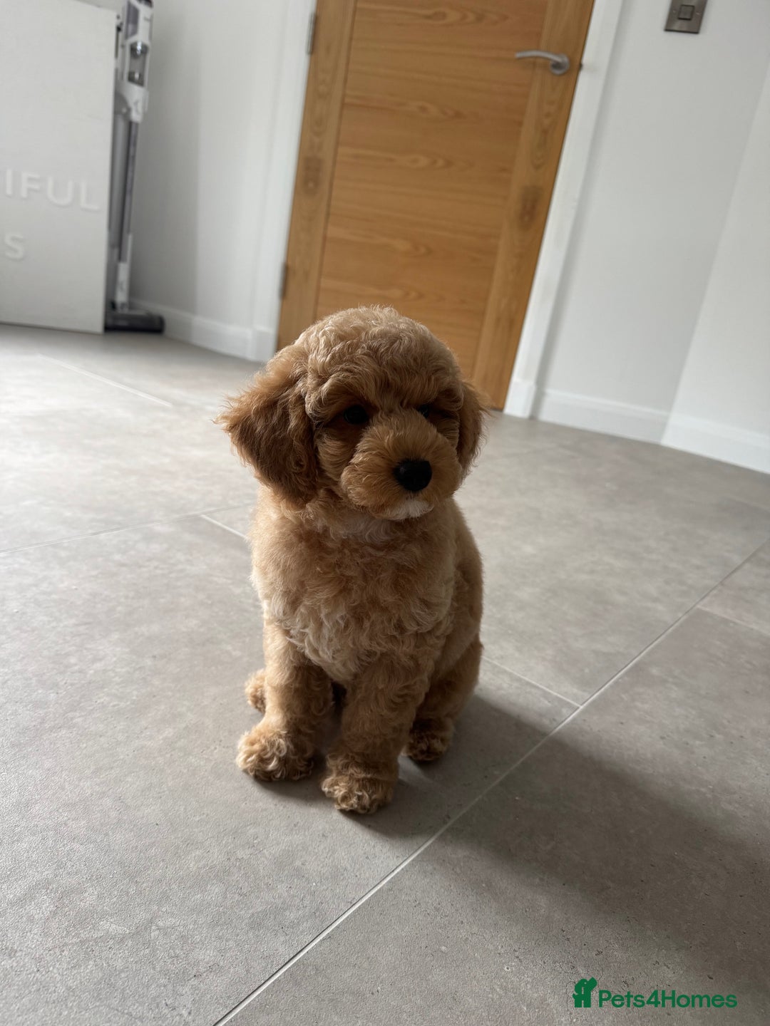 Poochon dogs for sale: POOCHON FOR SALE - Image 5