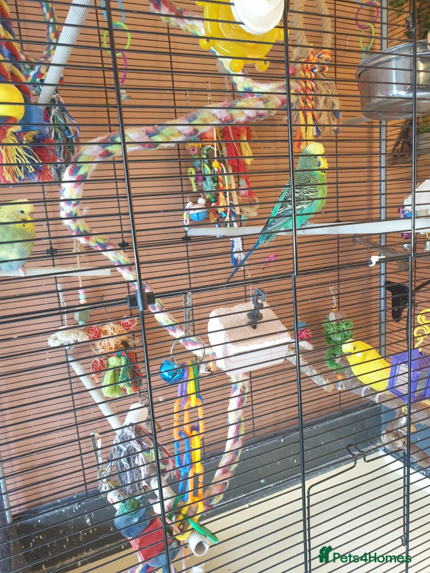 Budgerigars birds for sale: 3 Budgie Bestfriends for Sale with Flight Cage. - Advert 4