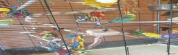 Budgerigars birds for sale: 3 Budgie Bestfriends for Sale with Flight Cage. in Wigan - Advert 1