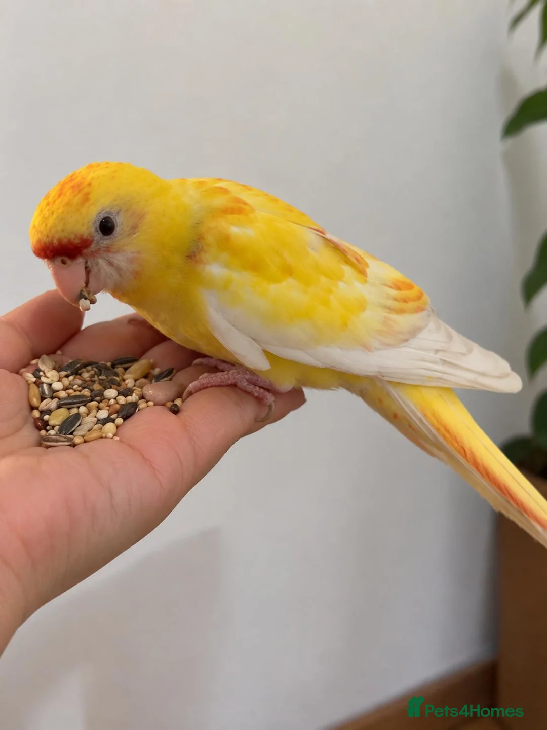 Parakeets birds for sale: Red rumped lutino parakeet 4 months old baby - Advert 1