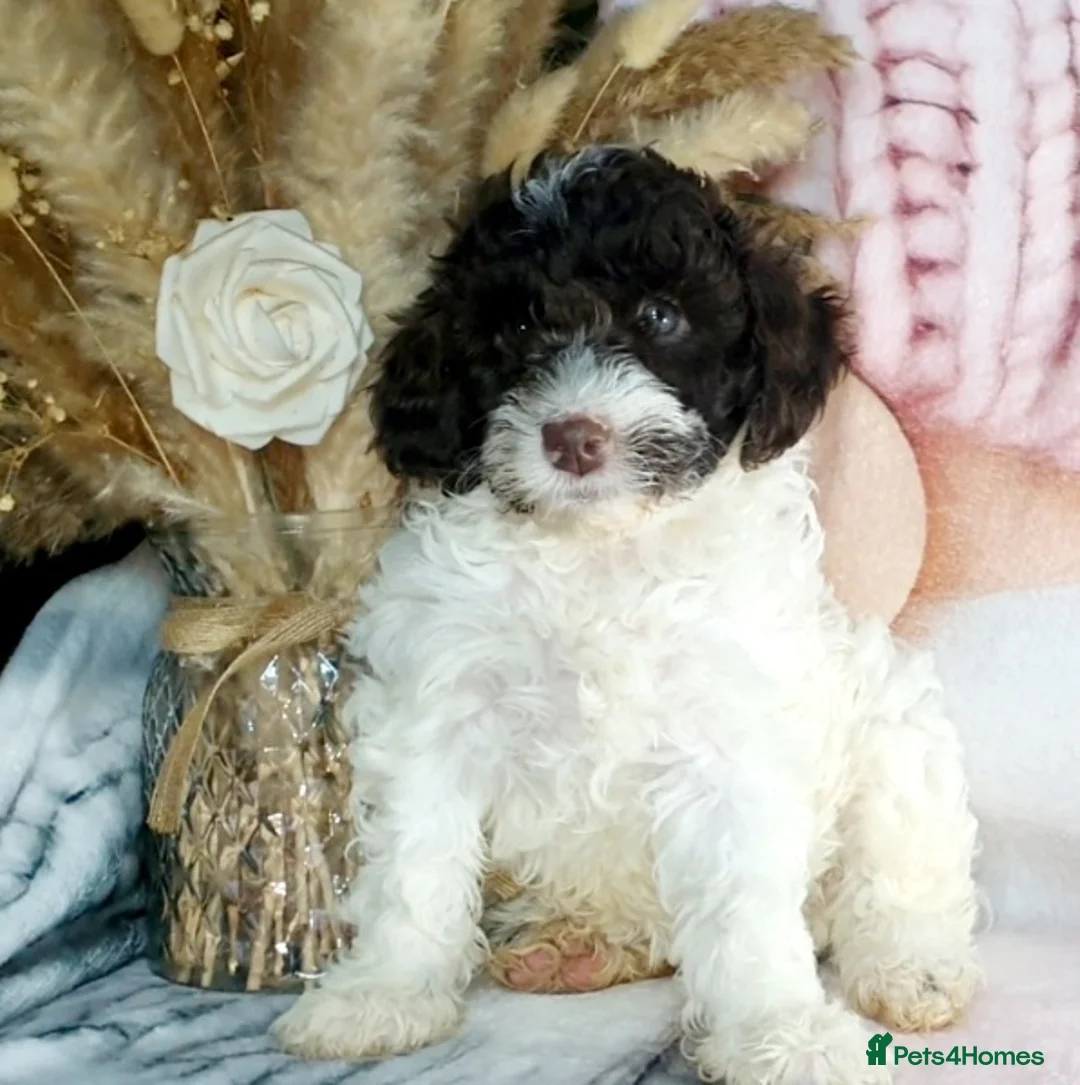 Mixed Breed dogs for sale: STUNNING RARE COLOURS F1B GOLDENDOODLE LITTER - Advert 40