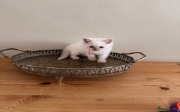 Birman cats for sale: Beautiful Birman Kittens - Image 9