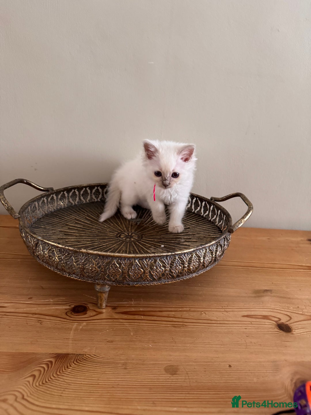 Birman cats for sale: Beautiful Birman Kittens - Image 9